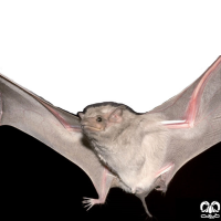 گونه خفاش مقبره‌ای معمولی Egyptian Tomb Bat