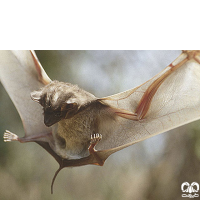 گونه خفاش مقبره‌ای معمولی Egyptian Tomb Bat