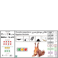 گونه خفاش میوه‌خوار Egyptian Rousette