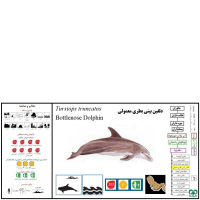 دلفین بینی بطری معمولی Bottlenose Dolphin