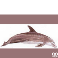 دلفین بینی بطری معمولی Bottlenose Dolphin