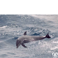 دلفین بینی بطری معمولی Bottlenose Dolphin