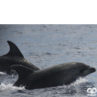 دلفین بینی بطری معمولی Bottlenose Dolphin