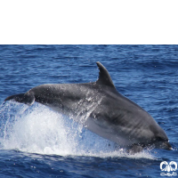 دلفین بینی بطری معمولی Bottlenose Dolphin