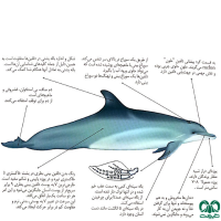 دلفین بینی بطری معمولی Bottlenose Dolphin