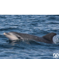 دلفین بینی بطری معمولی Bottlenose Dolphin