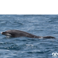 دلفین بینی بطری معمولی Bottlenose Dolphin