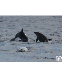 دلفین بینی بطری معمولی Bottlenose Dolphin