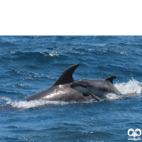 دلفین بینی بطری معمولی Bottlenose Dolphin