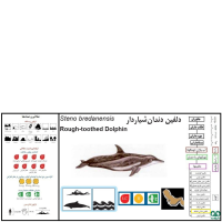 گونه دلفین دندان ناصاف  Rough-toothed Dolphin