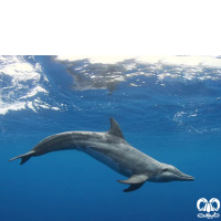 گونه دلفین دندان ناصاف  Rough-toothed Dolphin