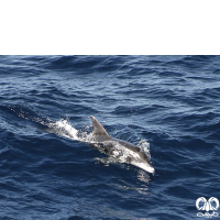 گونه دلفین دندان ناصاف  Rough-toothed Dolphin