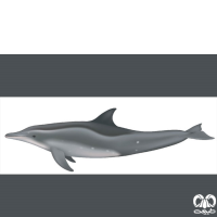 گونه دلفین دندان ناصاف  Rough-toothed Dolphin