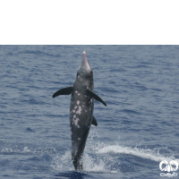 گونه دلفین دندان ناصاف  Rough-toothed Dolphin