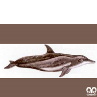 گونه دلفین دندان ناصاف  Rough-toothed Dolphin