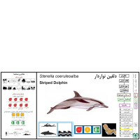 گونه دلفین راه‌ راه  Striped Dolphin