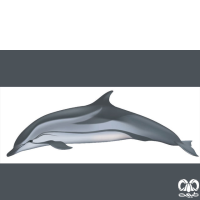 گونه دلفین راه‌ راه  Striped Dolphin