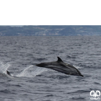 گونه دلفین راه‌ راه  Striped Dolphin