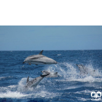 گونه دلفین راه‌ راه  Striped Dolphin