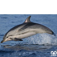 گونه دلفین راه‌ راه  Striped Dolphin