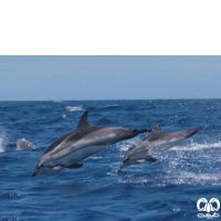 گونه دلفین راه‌ راه  Striped Dolphin