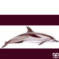 گونه دلفین راه‌ راه  Striped Dolphin