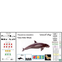 گونه دلفین سیاه  False Killer Whale