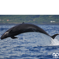 گونه دلفین سیاه  False Killer Whale