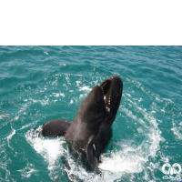 گونه دلفین سیاه  False Killer Whale