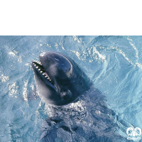 گونه دلفین سیاه  False Killer Whale