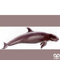 گونه دلفین سیاه  False Killer Whale