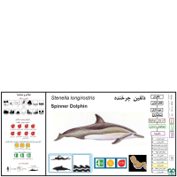 گونه دلفین فرفره Spinner Dolphin