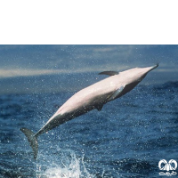 گونه دلفین فرفره Spinner Dolphin