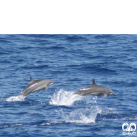 گونه دلفین فرفره Spinner Dolphin