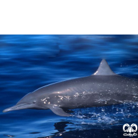 گونه دلفین فرفره Spinner Dolphin