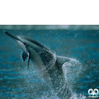 گونه دلفین فرفره Spinner Dolphin