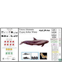 گونه دلفین قاتل کوتوله Pygmy Killer Whale