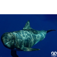 گونه دلفین قاتل کوتوله Pygmy Killer Whale