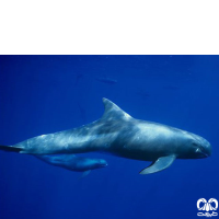 گونه دلفین قاتل کوتوله Pygmy Killer Whale