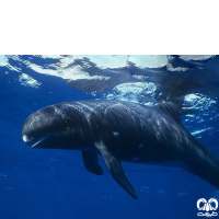 گونه دلفین قاتل کوتوله Pygmy Killer Whale