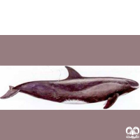 گونه دلفین قاتل کوتوله Pygmy Killer Whale