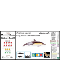 گونه دلفین معمولی پوزه‌ دراز Long-Beaked Common Dolphin