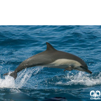 گونه دلفین معمولی پوزه‌ دراز Long-Beaked Common Dolphin