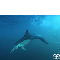 گونه دلفین معمولی پوزه‌ دراز Long-Beaked Common Dolphin