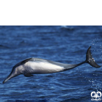 گونه دلفین معمولی پوزه‌ دراز Long-Beaked Common Dolphin