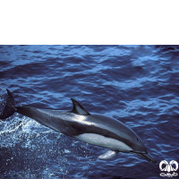 گونه دلفین معمولی پوزه‌ دراز Long-Beaked Common Dolphin