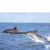 گونه دلفین معمولی پوزه‌ دراز Long-Beaked Common Dolphin