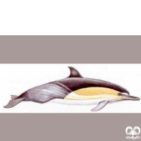 گونه دلفین معمولی پوزه‌ دراز Long-Beaked Common Dolphin