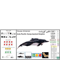 گونه دلفین گوژپشت Backed Dolphin