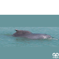 گونه دلفین گوژپشت Backed Dolphin